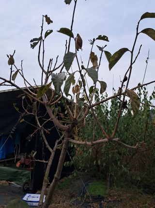 두견새님의 자두 · 영농일지 작성글 사진