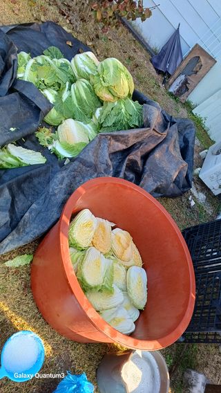 들깨 자색마 고추님의 배추 · 영농일지 작성글 사진