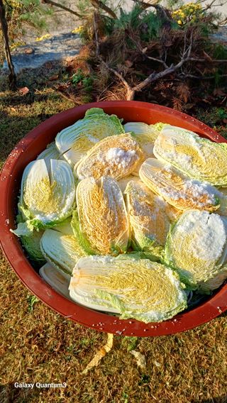 들깨 자색마 고추님의 배추 · 영농일지 작성글 사진