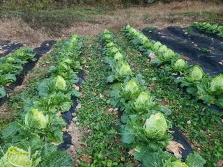 고세웅님의 자유주제 · 자유게시판 작성글 사진