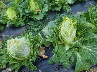 고세웅님의 자유주제 · 자유게시판 작성글 사진