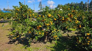 오창열님의 귤 · 영농일지 작성글 사진