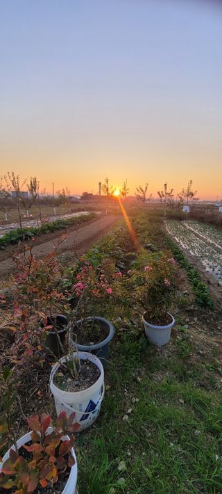 살구15128님의 마늘 · 영농일지 작성글 사진