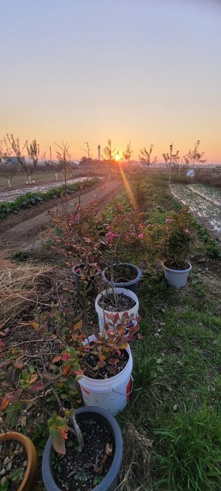살구15128님의 마늘 · 영농일지 작성글 사진