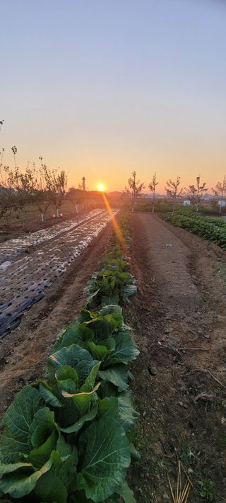 살구15128님의 마늘 · 영농일지 작성글 사진