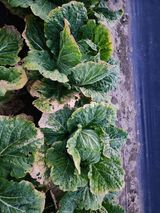 팜모닝 자유주제·자유게시판 게시글 이미지