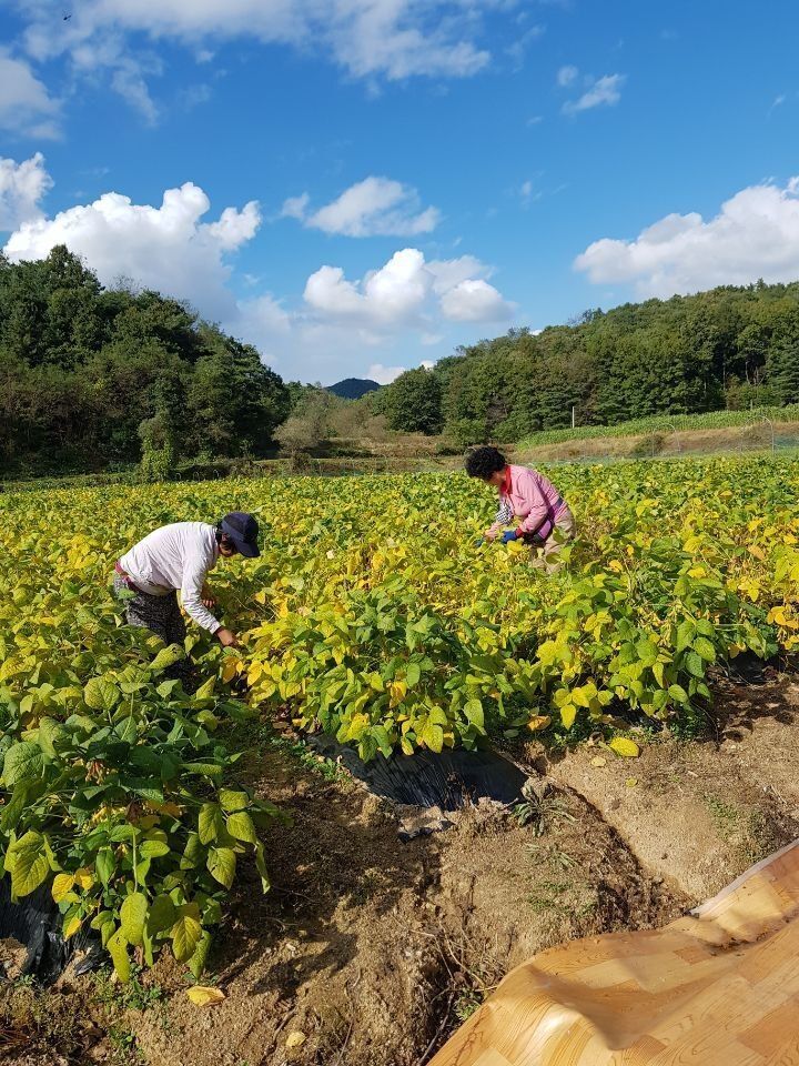 신동익님의 장터 판매 상품 [단풍깻잎  ] 첨부 사진