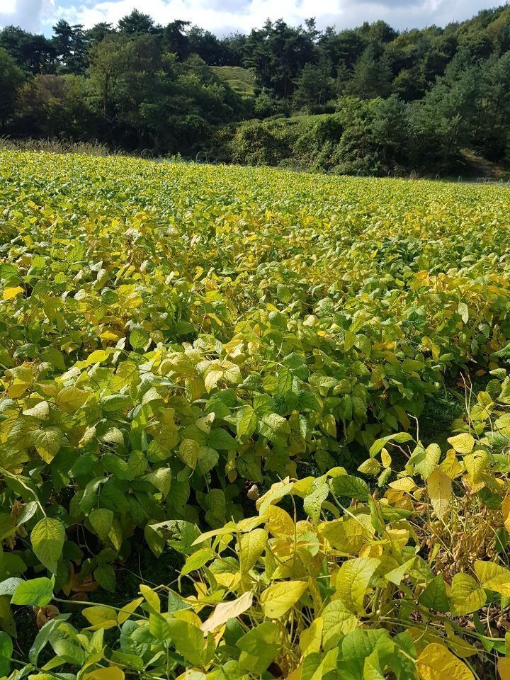 신동익님의 장터 판매 상품 [단풍깻잎  ] 첨부 사진