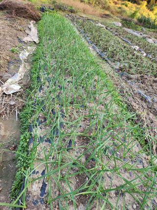 강미화11월출석왕♡님의 마늘 · 영농일지 작성글 사진