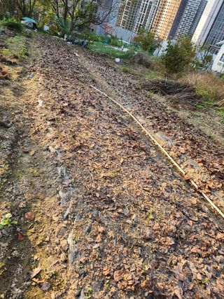 강미화11월출석왕♡님의 마늘 · 영농일지 작성글 사진