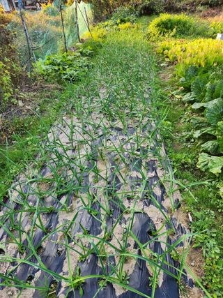 강미화11월출석왕♡님의 마늘 · 영농일지 작성글 사진