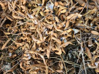 장안님의 콩 · 영농일지 작성글 사진