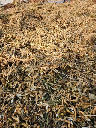 장안님의 콩 · 영농일지 작성글 사진