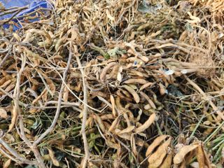 장안님의 콩 · 영농일지 작성글 사진