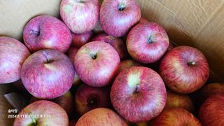 솔바람 님의 사과 · 영농일지 작성글 사진