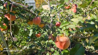 솔바람 님의 사과 · 영농일지 작성글 사진