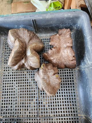  청계유정란 박진균님의 기타작물 · 자유게시판 작성글 사진