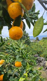 팜모닝 귤·영농일지 게시글 이미지