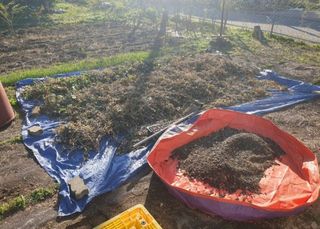 참가죽님의 콩 · 영농일지 작성글 사진