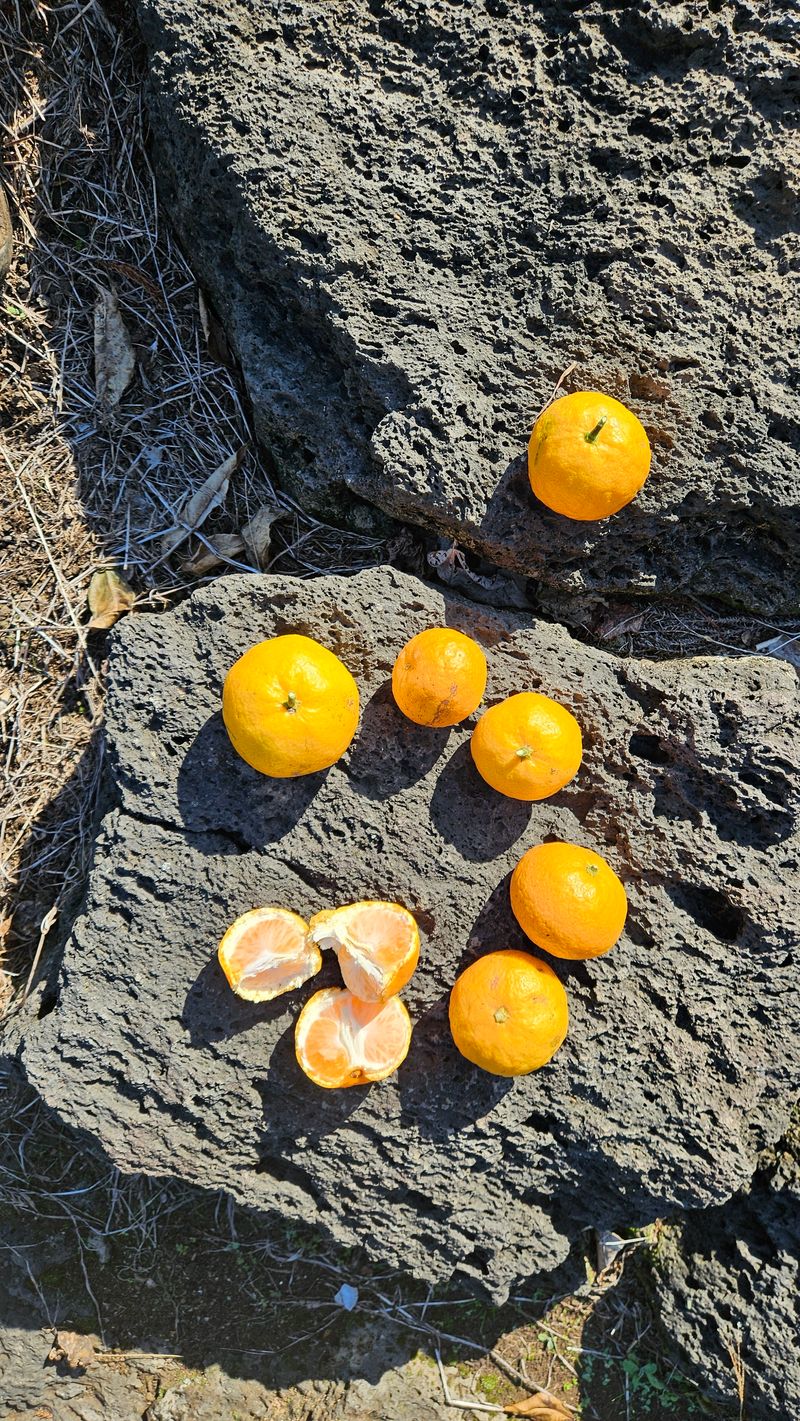 장터 상품 [고강농원 노지귤5kg] 썸네일