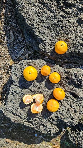 고강농원 강영자님의 작성글 사진