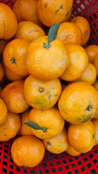 고강농원 강영자님의 작성글 사진