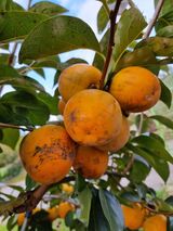 팜모닝 자유주제·자유게시판 게시글 이미지