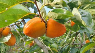 다온아띠농원 장현호님의 자유주제 · 자유게시판 작성글 사진