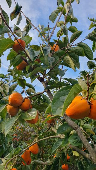 다온아띠농원 장현호님의 자유주제 · 자유게시판 작성글 사진