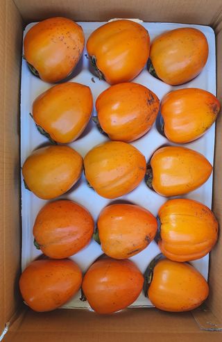 다온아띠농원 장현호님의 자유주제 · 자유게시판 작성글 사진