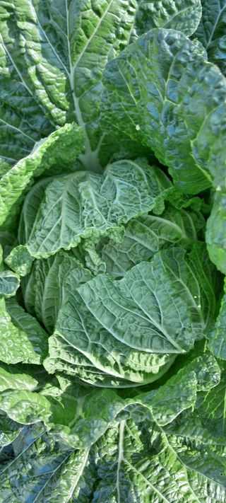 이영미님의 배추 · 영농일지 작성글 사진