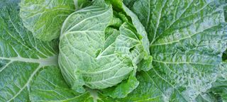 이영미님의 배추 · 영농일지 작성글 사진