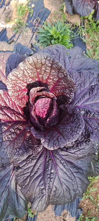 이영미님의 배추 · 영농일지 작성글 사진