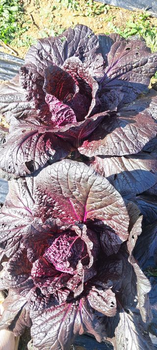 이영미님의 배추 · 영농일지 작성글 사진