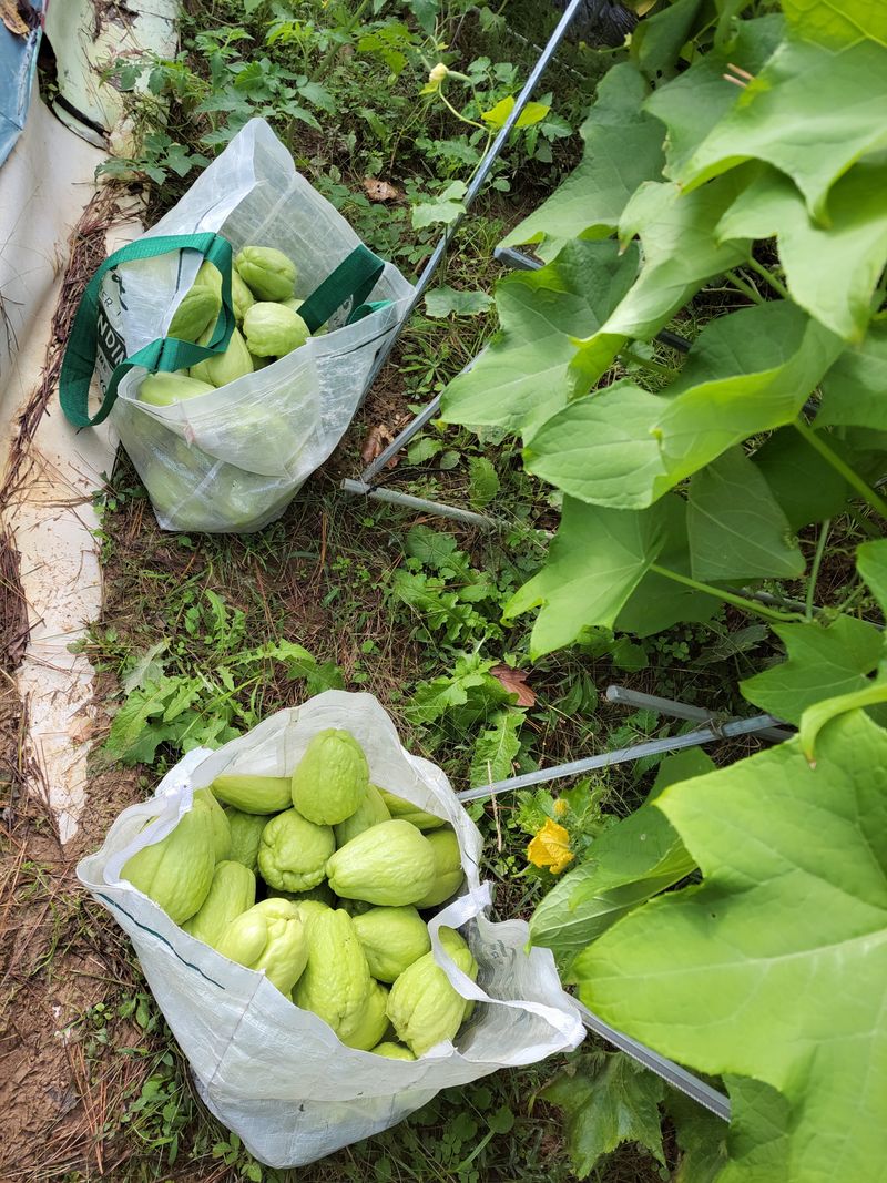원빈님의 장터 판매 상품 [차요테10개] 첨부 사진