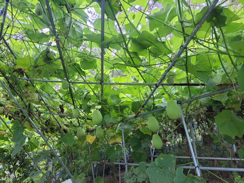 원빈님의 장터 판매 상품 [차요테10개] 첨부 사진