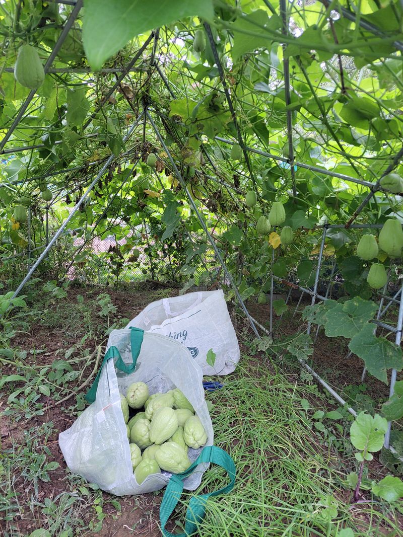 원빈님의 장터 판매 상품 [차요테10개] 첨부 사진