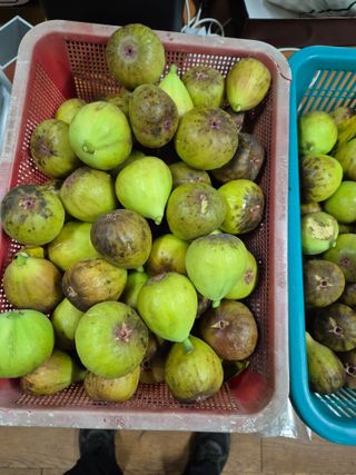 가인 5362님의 기타작물 · 영농일지 작성글 사진