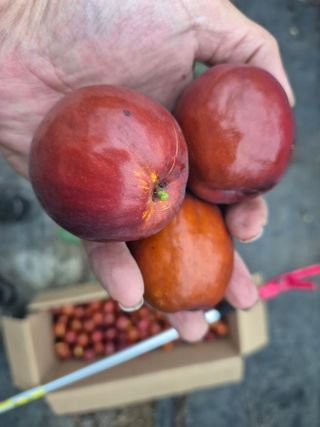 가인 5362님의 기타작물 · 영농일지 작성글 사진