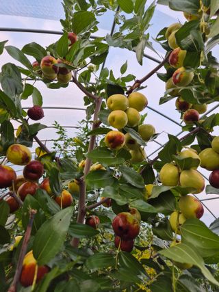 가인 5362님의 기타작물 · 영농일지 작성글 사진