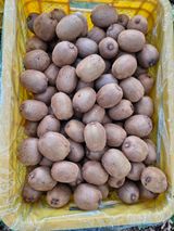 팜모닝 기타작물·영농일지 게시글 이미지