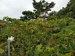 박진식님의 기타작물 · 영농일지 작성글 사진