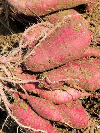 둥근마지기님의 고구마 · 영농일지 작성글 사진