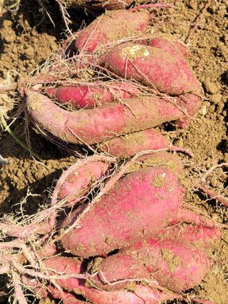 둥근마지기님의 고구마 · 영농일지 작성글 사진