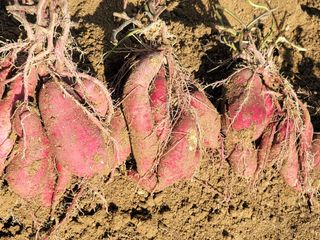 둥근마지기님의 고구마 · 영농일지 작성글 사진