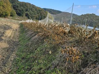 이동준님의 콩 · 영농일지 작성글 사진