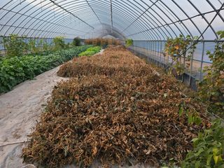 이동준님의 콩 · 영농일지 작성글 사진