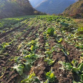 백용기님의 자유주제 · 자유게시판 작성글 사진