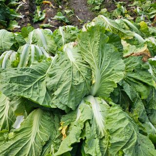 백용기님의 자유주제 · 자유게시판 작성글 사진