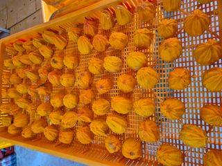 성범현님의 감 · 영농일지 작성글 사진